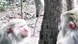 Funny Monkey Viral Video 26