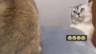 Funny Cat Viral Video 17