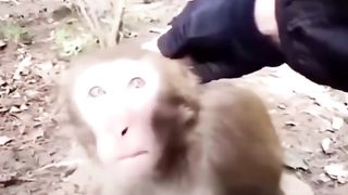 Funny Monkey Viral Video 27