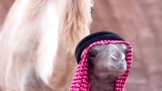 Camil vairl video