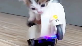 Funny cat 222