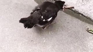 Bird eating 3