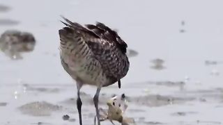 Bird fight