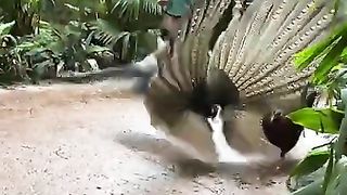 Bird show show