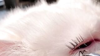 Un chat bien maquillé