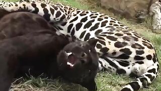 Such beautiful majestic creatures!