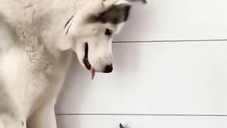 Essayez de rire
