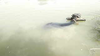Baffelo new video 6