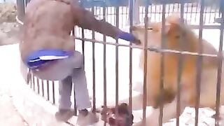 Lion attack on this guy