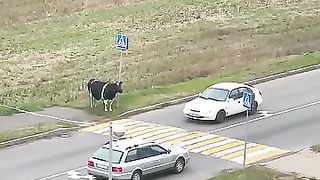 Intelligent cow cross the road