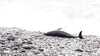 This guy is really hero help baby dolphin