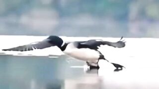 Flying Bird ist landing in the water