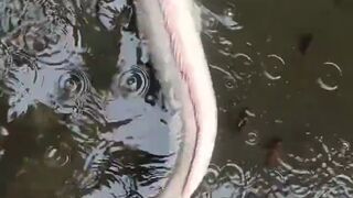 WOW! ALBINO FISH, VERY RARE