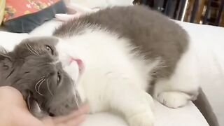 Sweet cat video...