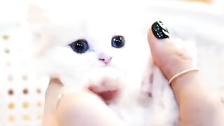 Funny cute cat videos...!