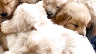 Puppies togather....!