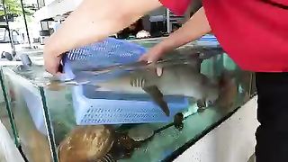 GIANT SHARK COOKING.  POT SEA FOOD (VIETNAM)
