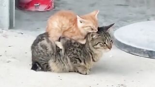 cat riding cat