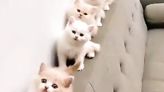 Kittens in rhythm