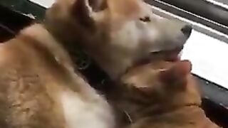 cat and dog sleeping together