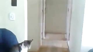 Cat exchanging greetings with owner