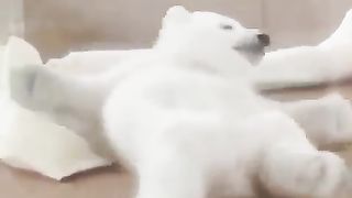 baby polar bear