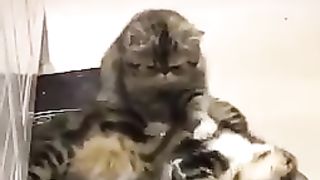 cat massage parlor