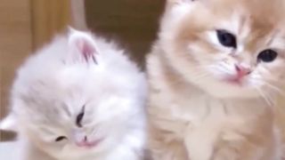 Beautiful cats 8
