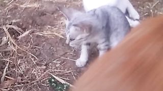 Animals lovers 88