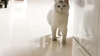 White Cat