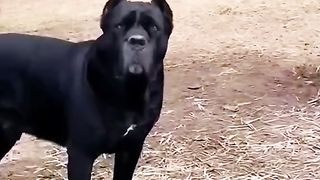 Dog house