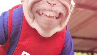 Monyet 2