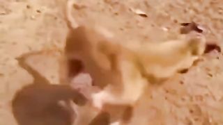 Funny dog 45