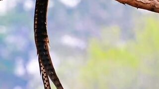 Long tail Bird