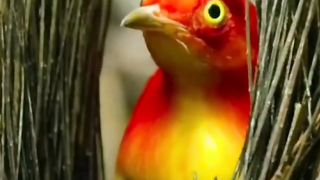 Bird home