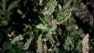 Animals lovers 96
