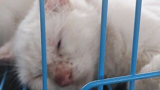 My Cat Sleeping