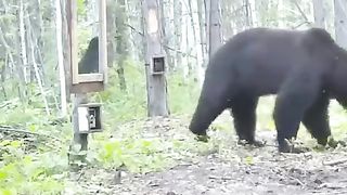 Bear & Mirror