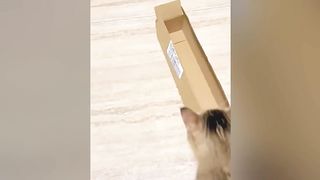 Best Funiest Cats ????-Don't try hold back Laughter????????-Funny  Cats 2023