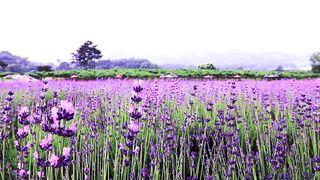 Lavender field, relaxation