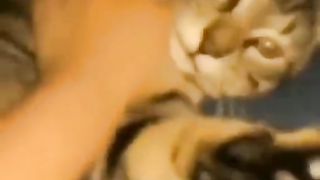 Cats and dogs funny videos
