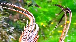 Paradise birds perform