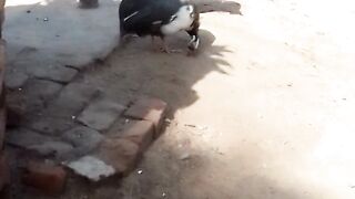 دلبر میرے