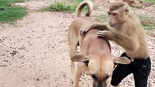 Funny animals 123