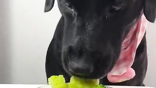 La dîner du chien mignon