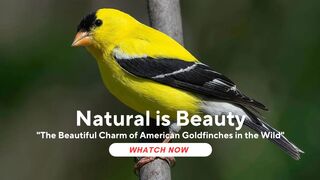 The Beautiful Charm of American Goldfinches in the Wild