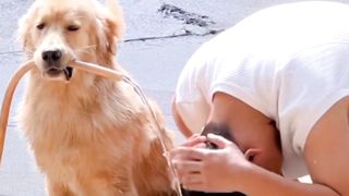 Dog Assistant, Cool Pets