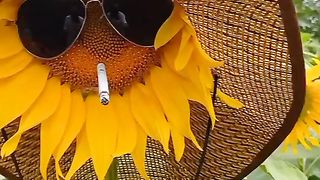 sunflower 2