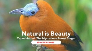 Capuchinbird: The Mysterious Forest Singer