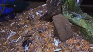 Tangkapan ikan laut sungguh luar biasa